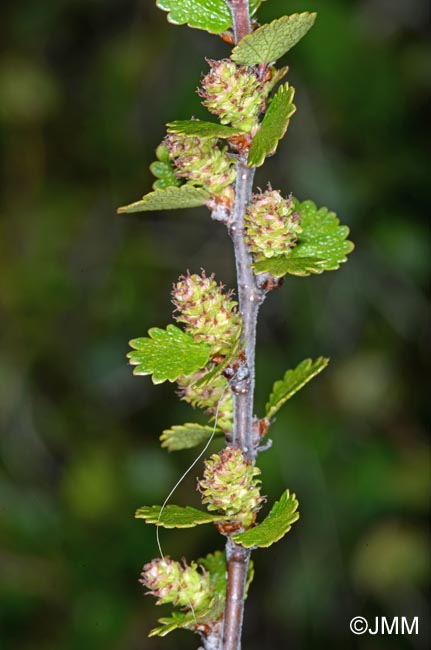 Betula nana