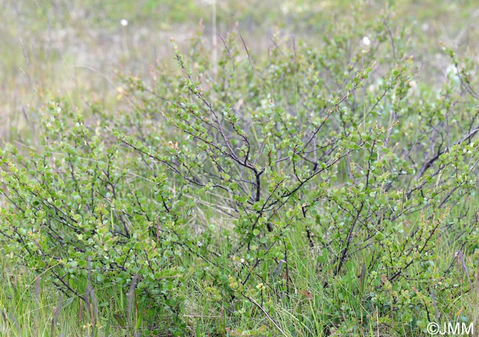 Betula nana