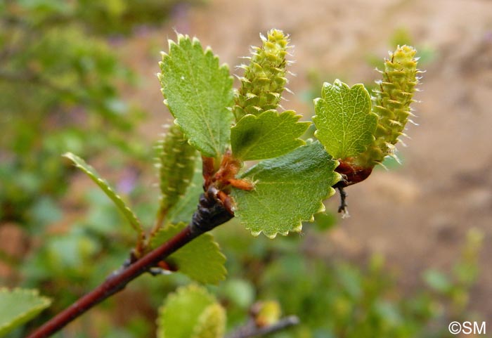 Betula nana