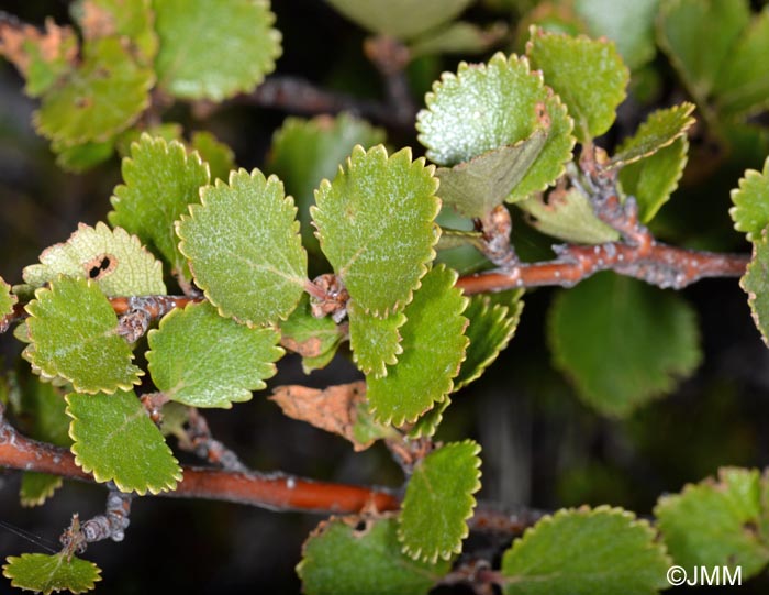 Betula  intermedia = Betula nana x Betula pubescens