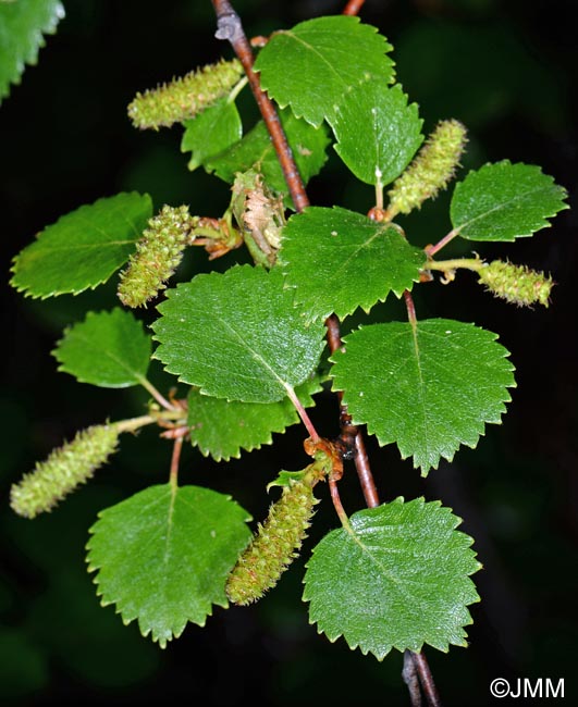 Betula  intermedia = Betula nana x Betula pubescens