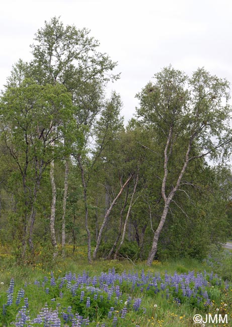 Betula pubescens