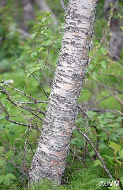 Betula pubescens