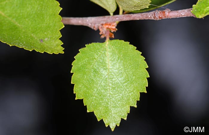 Betula pubescens