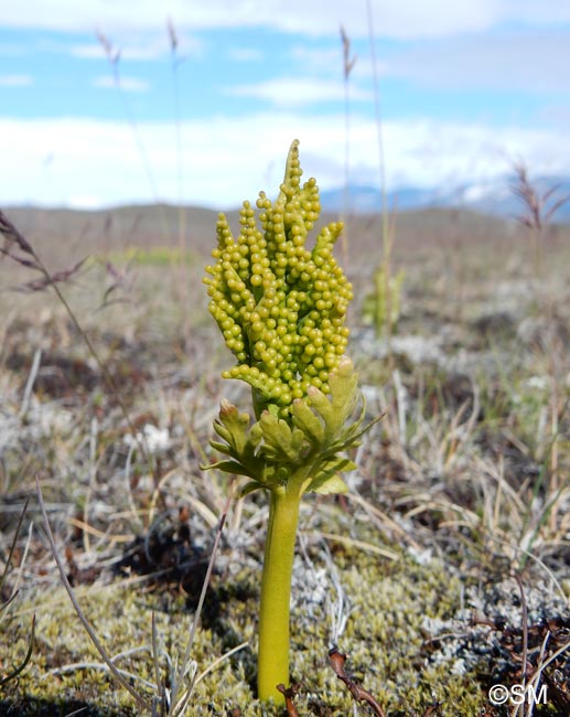 Botrychium lanceolatum