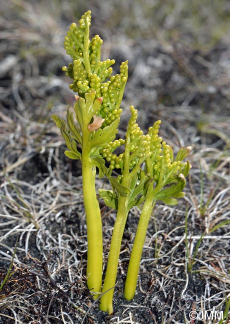 Botrychium lanceolatum