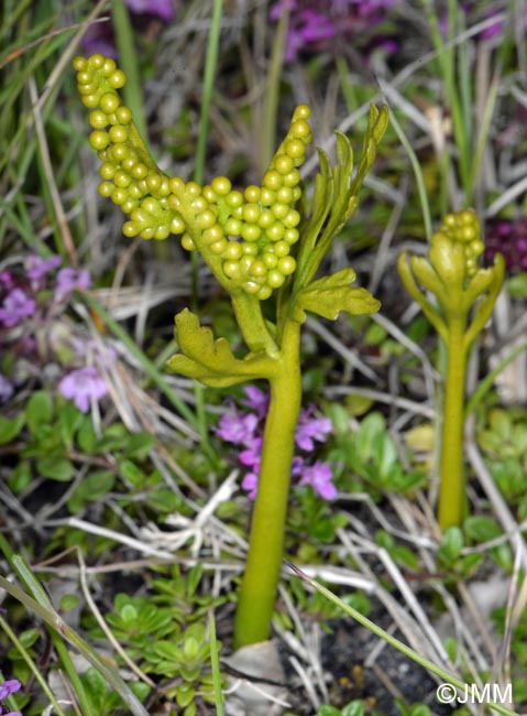 Botrychium lanceolatum