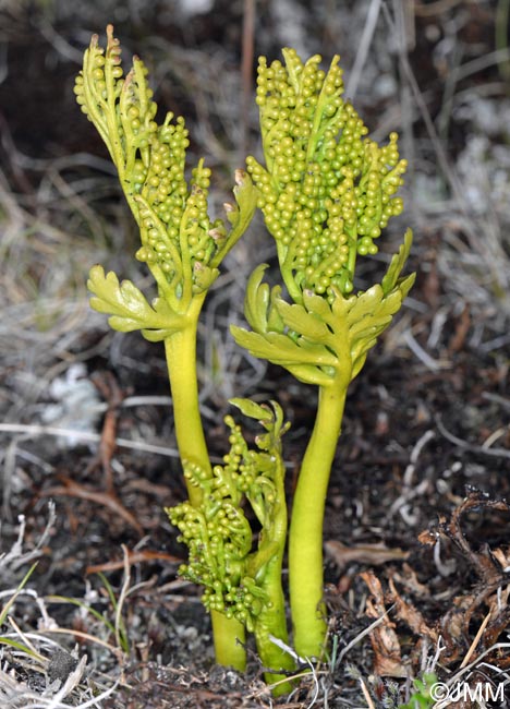 Botrychium lanceolatum