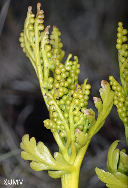 Botrychium lanceolatum