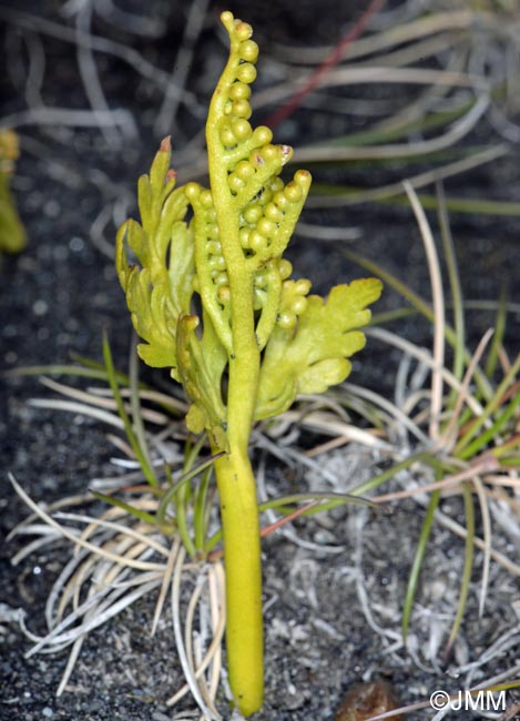 Botrychium lanceolatum