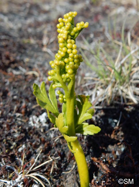 Botrychium lanceolatum