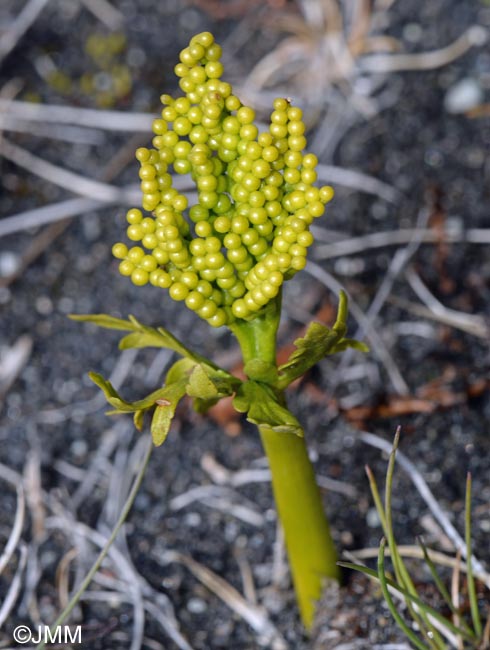 Botrychium lanceolatum