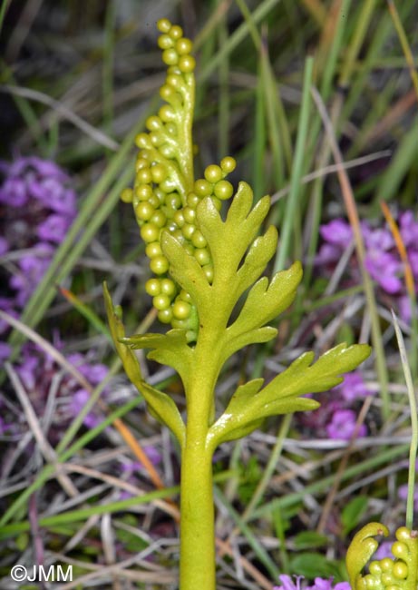 Botrychium lanceolatum