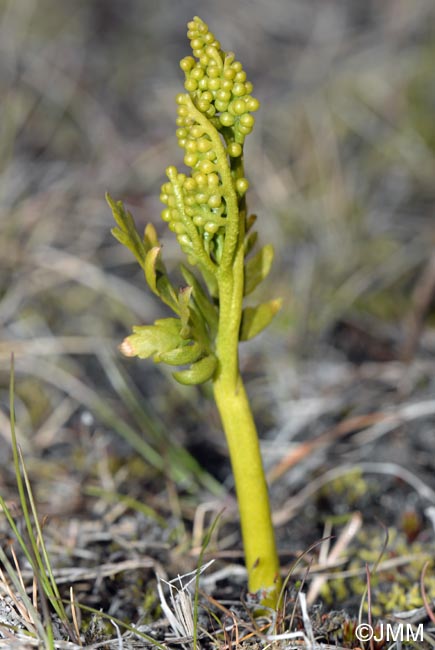 Botrychium lanceolatum