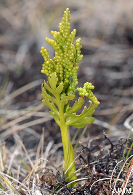 Botrychium lanceolatum