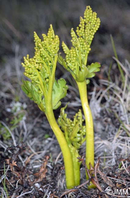 Botrychium lanceolatum