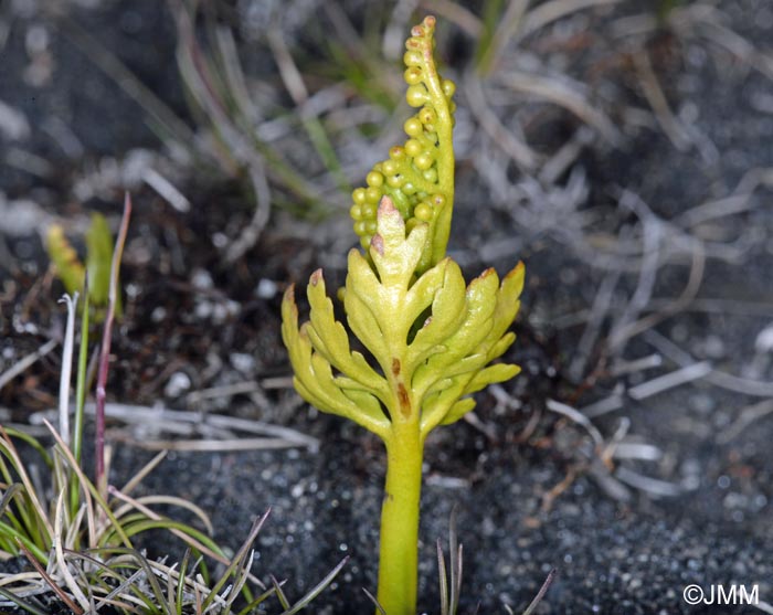 Botrychium lanceolatum