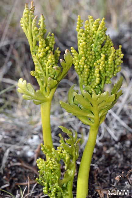 Botrychium lanceolatum