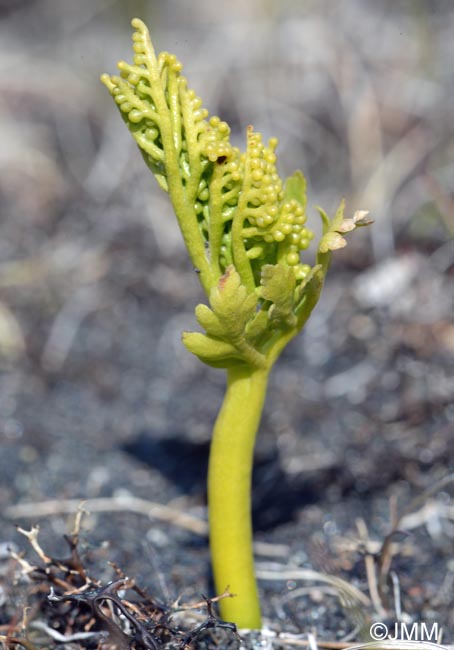 Botrychium lanceolatum