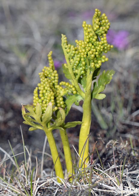 Botrychium lanceolatum