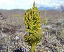 Botrychium lanceolatum