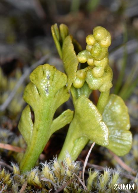 Botrychium lunaria