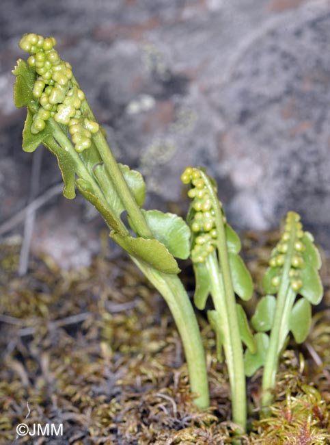 Botrychium lunaria