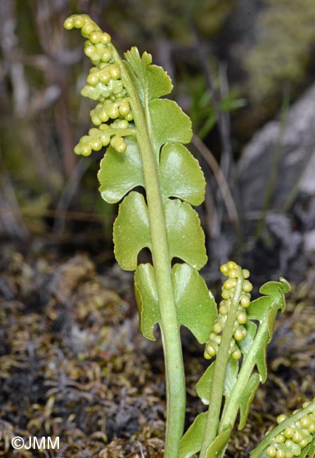 Botrychium lunaria