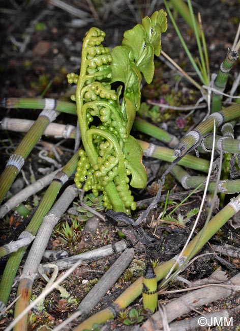 Botrychium lunaria et Equisetum hyemale