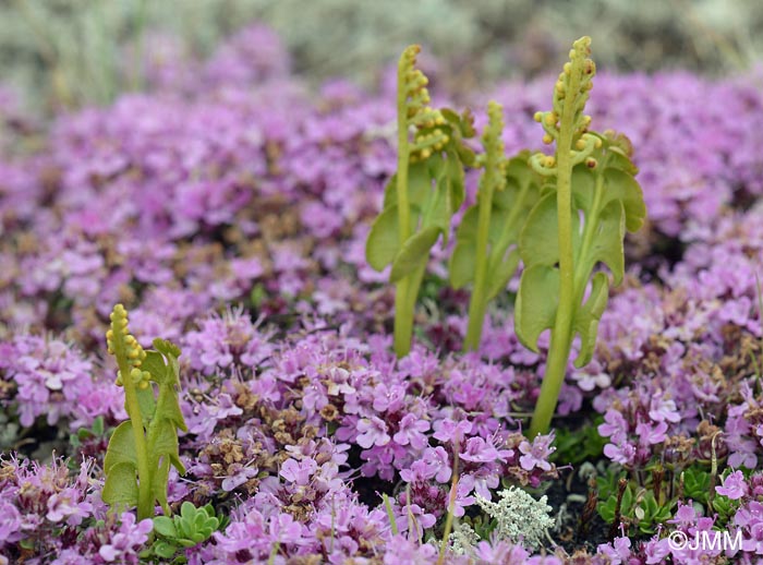 Botrychium lunaria & Thymus praecox subsp. arcticus