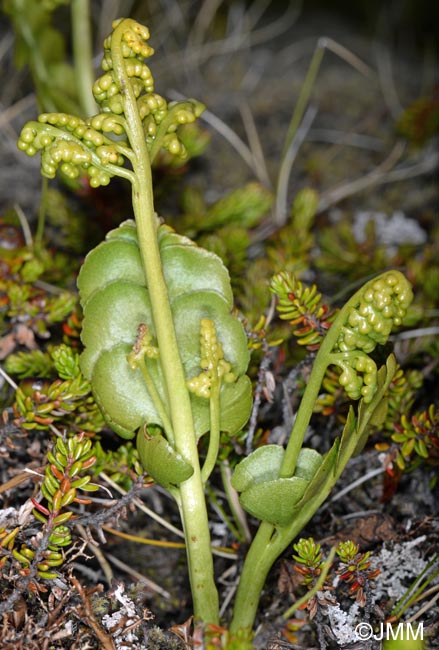 Botrychium lunaria var. melzeri