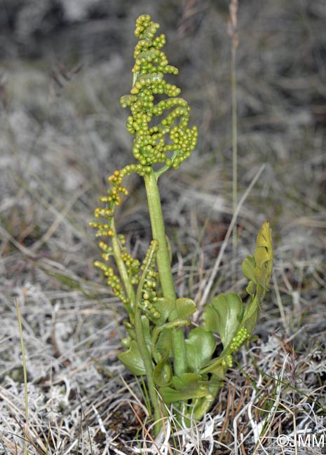 Botrychium lunaria var. melzeri