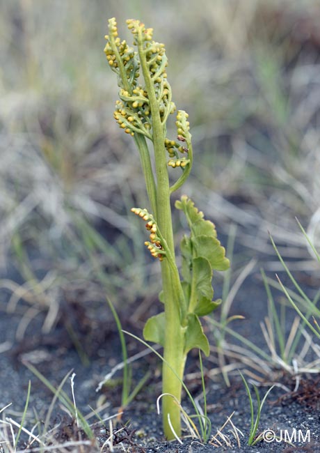 Botrychium lunaria var. melzeri