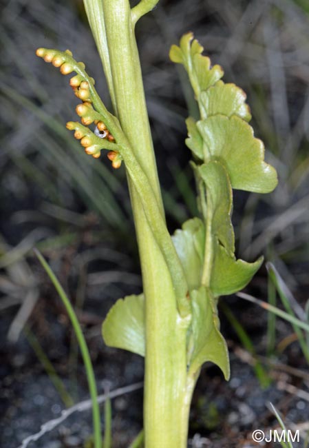 Botrychium lunaria var. melzeri