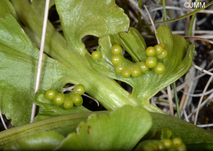 Botrychium lunaria var. melzeri