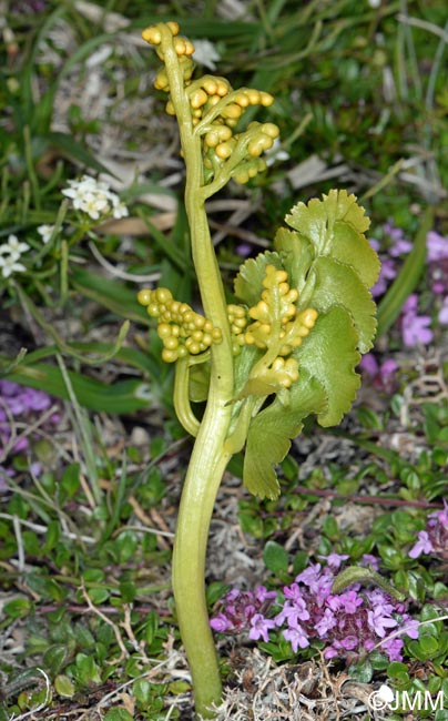 Botrychium lunaria var. melzeri