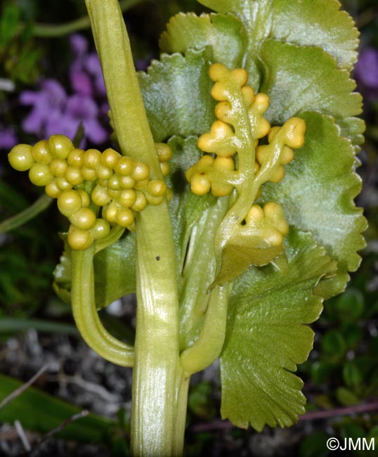 Botrychium lunaria var. melzeri