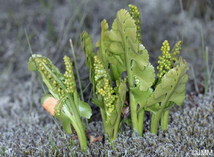 Botrychium lunaria var. melzeri