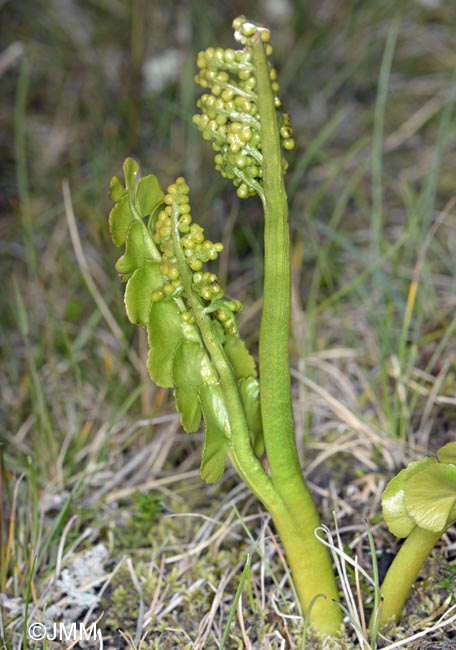 Botrychium lunaria var. melzeri