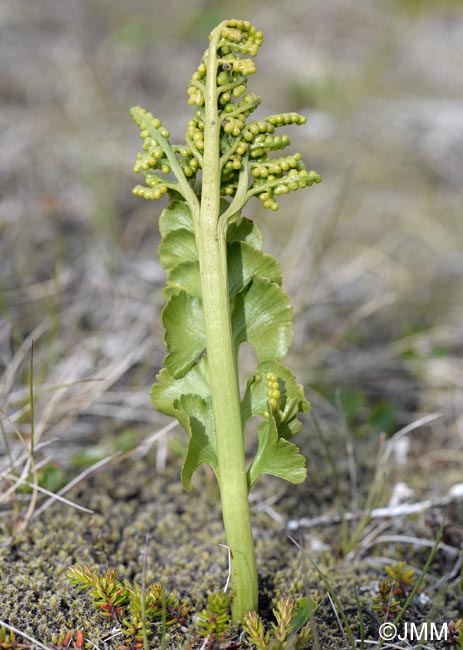 Botrychium lunaria var. melzeri