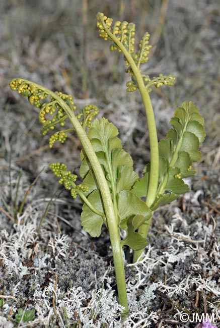 Botrychium lunaria var. melzeri