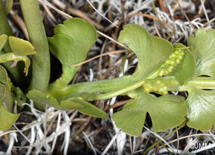 Botrychium lunaria var. melzeri