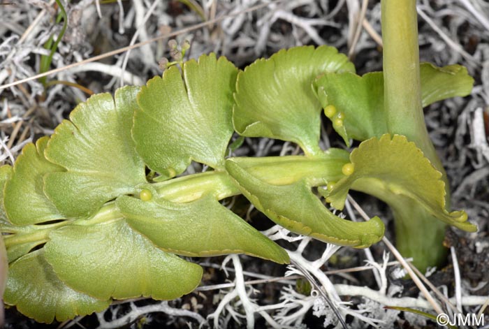 Botrychium lunaria var. melzeri