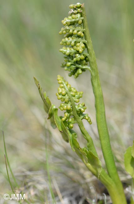 Botrychium lunaria var. melzeri