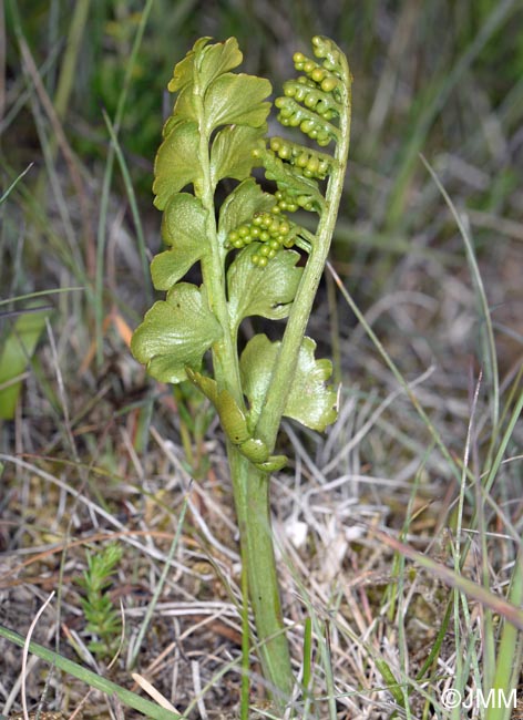 Botrychium lunaria f. struckii