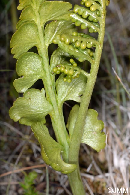Botrychium lunaria f. struckii