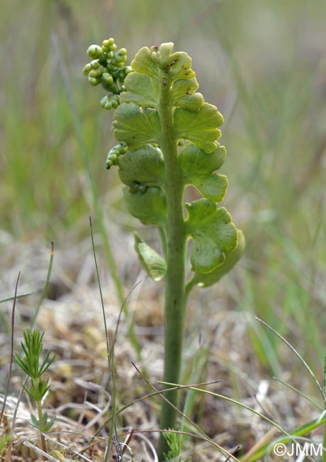 Botrychium lunaria f. struckii