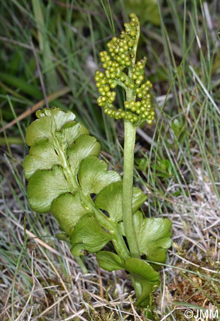 Botrychium lunaria f. struckii