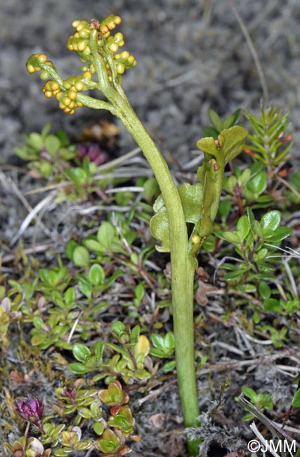 Botrychium lunaria f. struckii