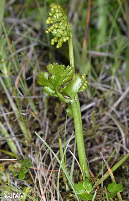 Botrychium lunaria f. struckii